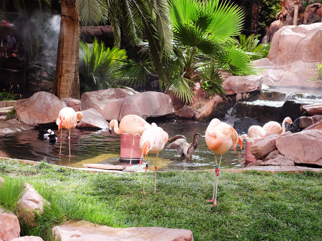 The Flamingo Wildlife Habitat, Las Vegas Guide